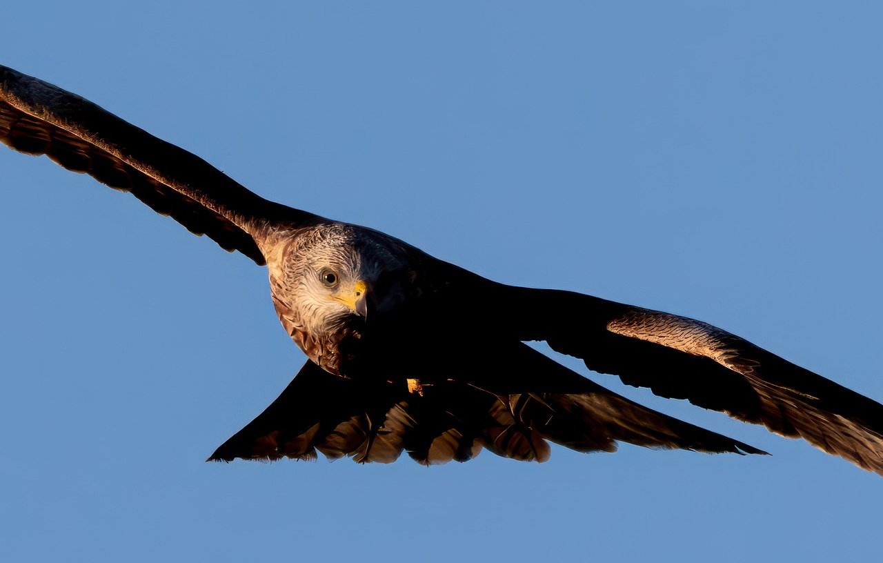 découvrez l'excitation du kite surfing, un sport nautique alliant glisse et sensation. que vous soyez débutant ou expert, explorez des spots incroyables et vivez des moments inoubliables sur l'eau !