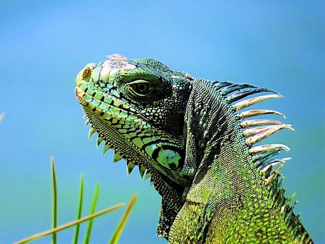 découvrez la beauté des paysages exotiques de la guadeloupe, une île paradisiaque des caraïbes. explorez ses plages de sable blanc, ses forêts luxuriantes et sa culture riche. parfait pour des vacances inoubliables alliant détente, aventure et gastronomie locale.