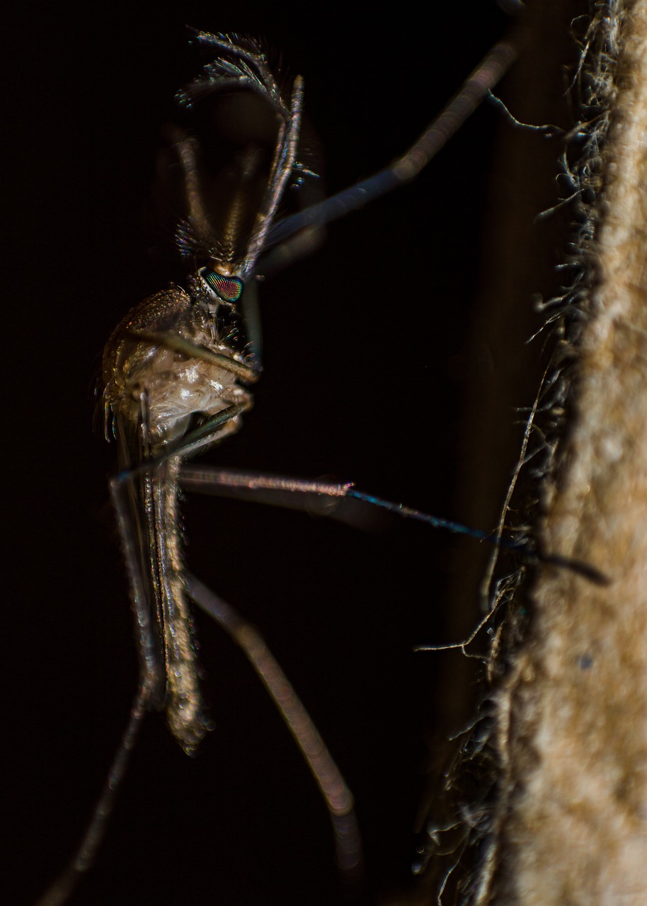 découvrez tout ce qu'il faut savoir sur la dengue, une maladie virale transmise par les moustiques. apprenez à identifier les symptômes, à prévenir les infections et à comprendre les enjeux de santé publique liés à cette maladie dans les régions touchées.