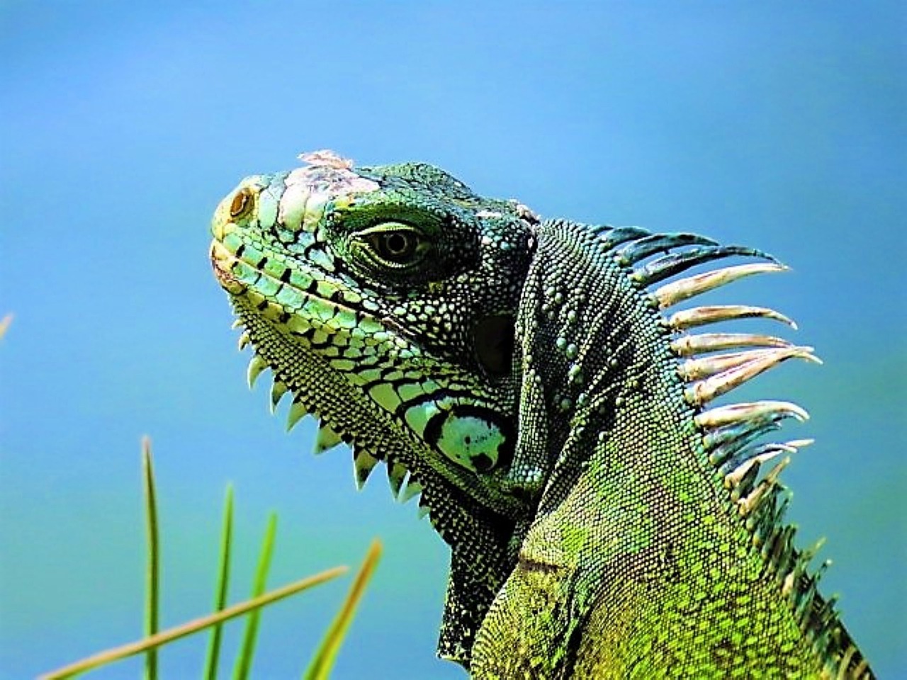 découvrez la beauté de la guadeloupe, ses plages de sable blanc, sa culture vibrante et sa nature luxuriante. parfaites pour des vacances paradisiaques, explorez les trésors cachés de cette île des caraïbes.