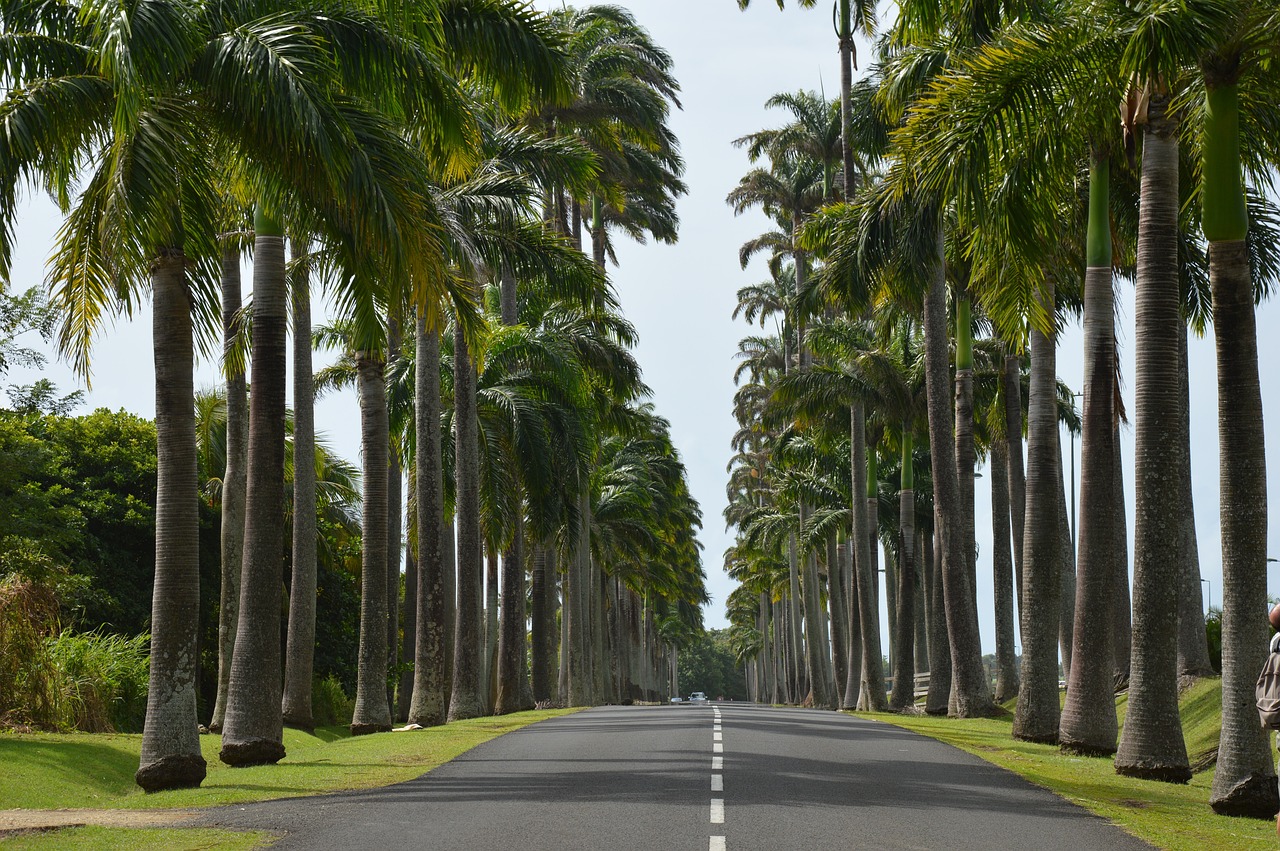 découvrez la beauté envoûtante de la guadeloupe, une île des caraïbes aux plages paradisiaques, à la culture riche et à la nature préservée. explorez ses paysages luxuriants, ses traditions vibrantes et sa gastronomie savoureuse pour une expérience inoubliable.