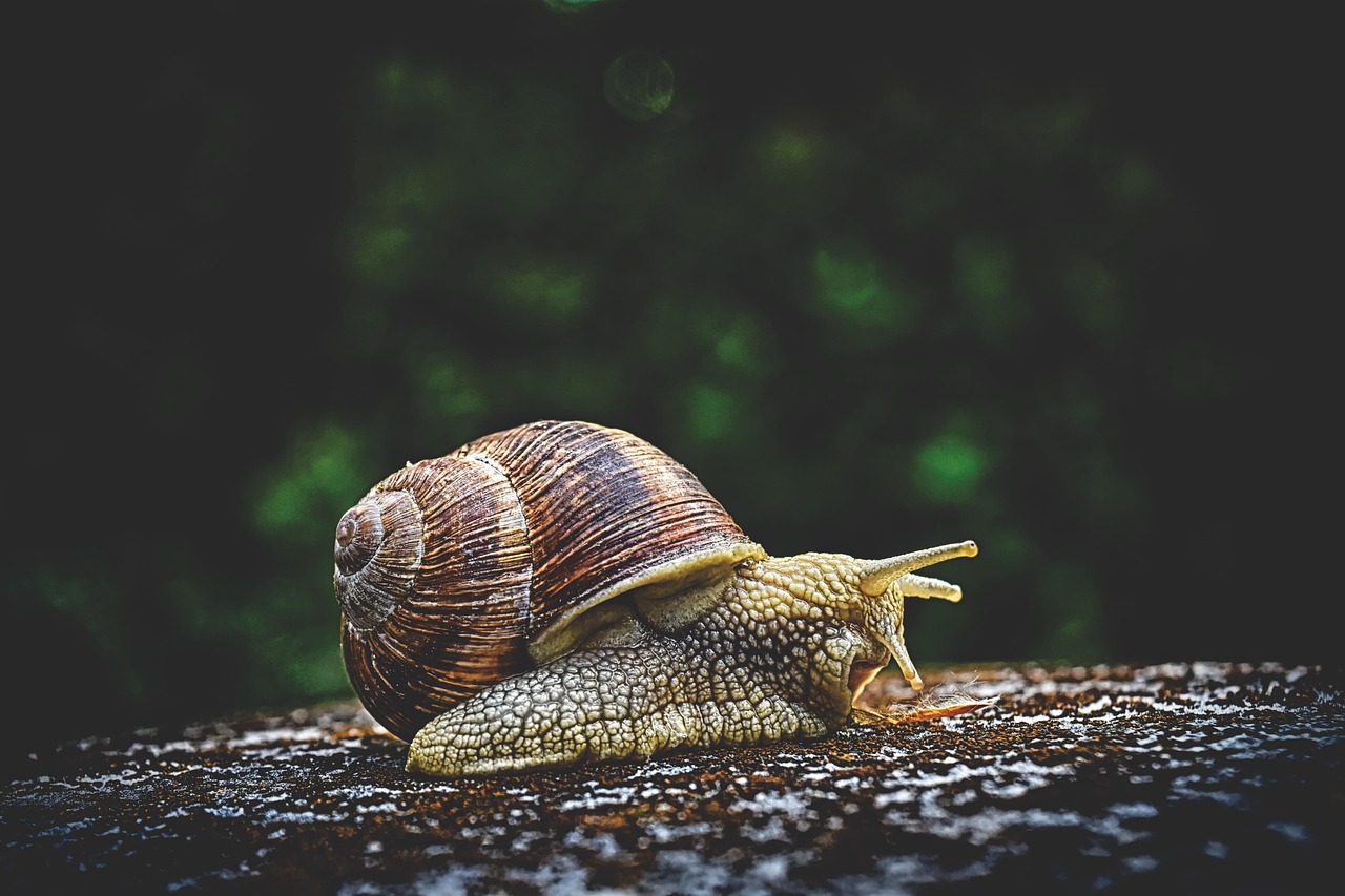découvrez le monde fascinant des mollusques, une classe d'animaux marins et terrestres, comprenant des espèces variées comme les escargots, les seiches et les huîtres. plongez dans leur biologie, leurs comportements et leur rôle essentiel dans l'écosystème.