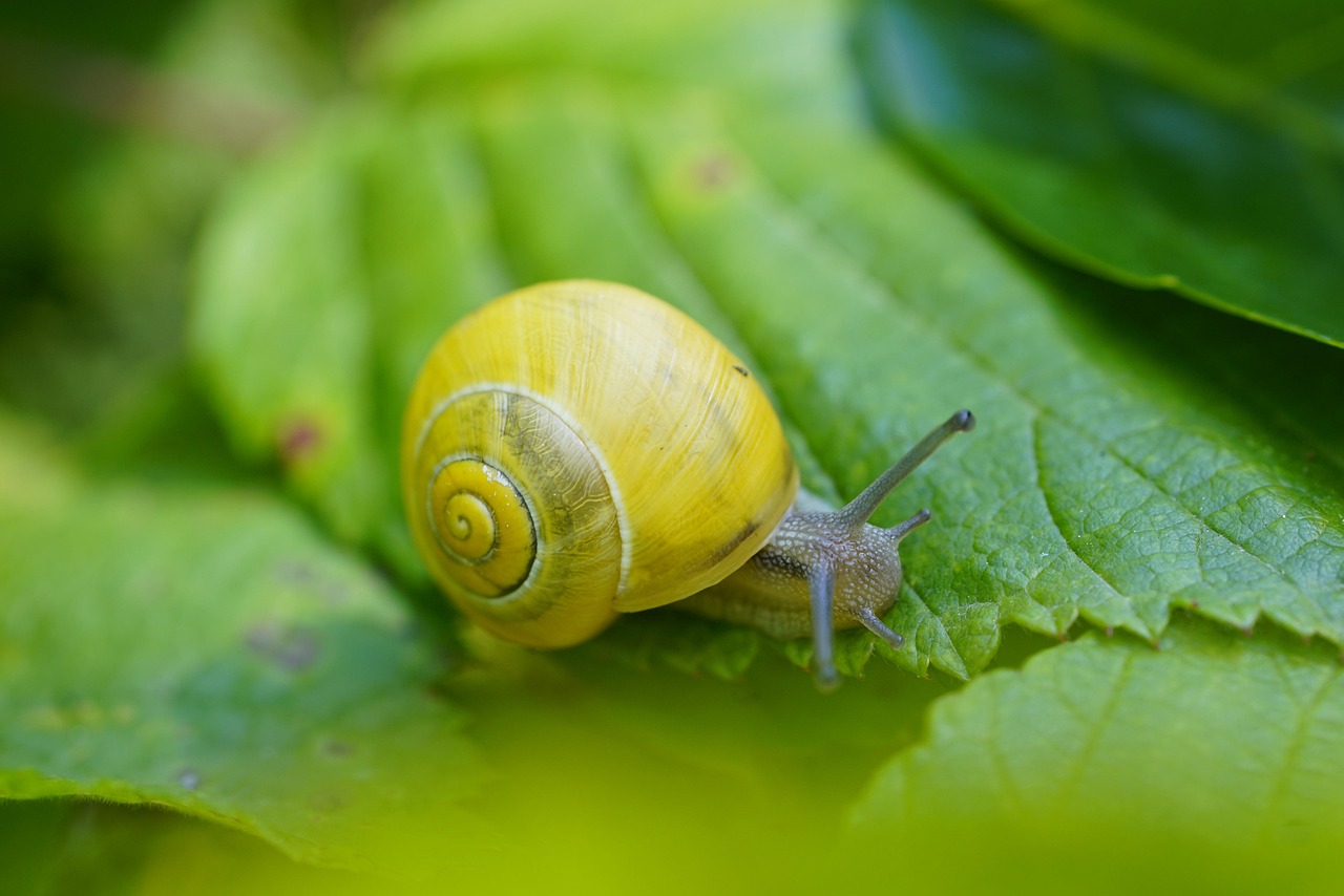 découvrez le monde fascinant des mollusques, une classe d'invertébrés marins et terrestres, comprenant des espèces variées telles que les escargots, les moules et les pieuvres. apprenez tout sur leur habitat, leur alimentation et leur rôle dans les écosystèmes.