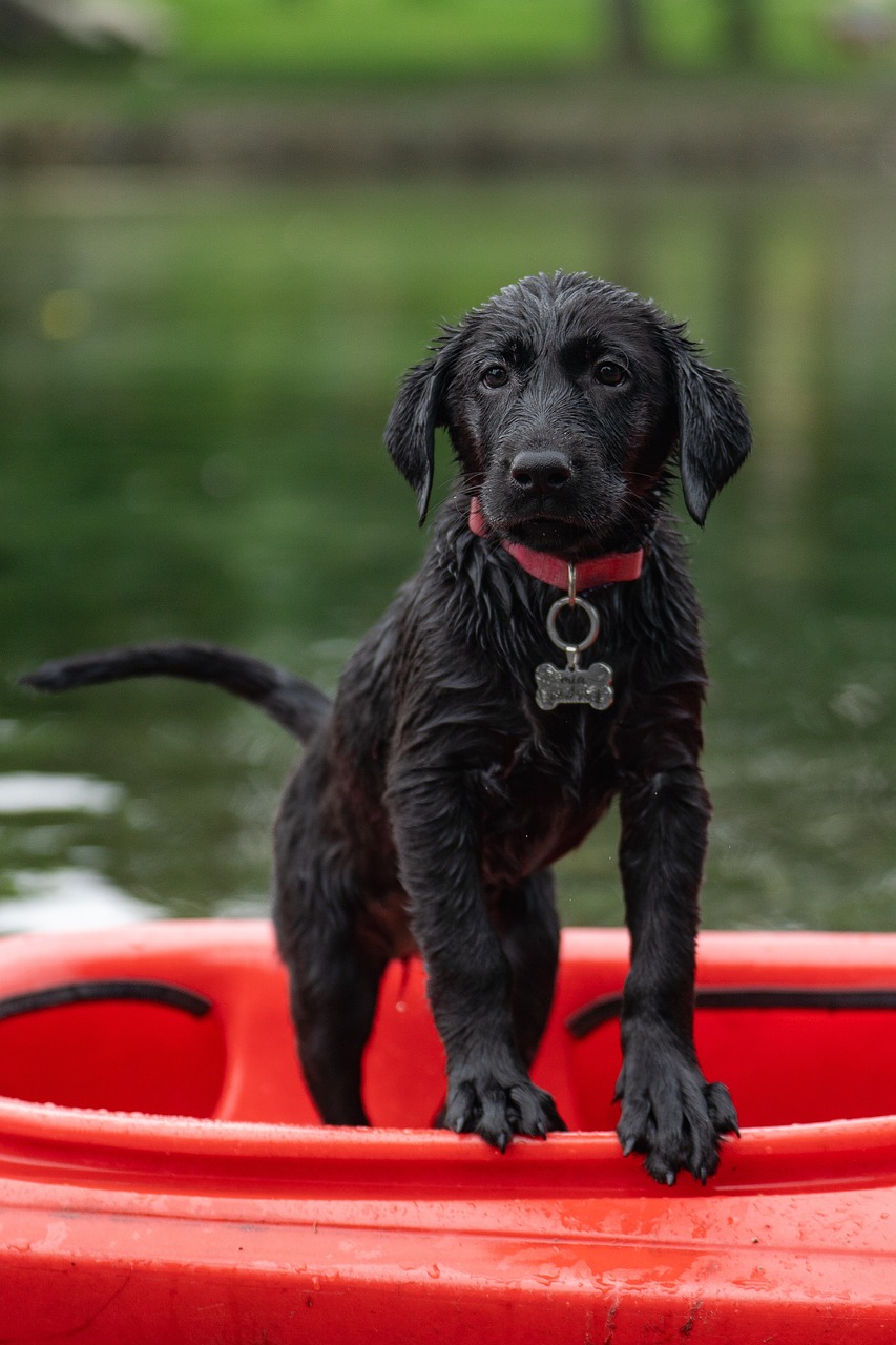 découvrez le kayak, une activité nautique passionnante qui vous permet d'explorer les rivières, lacs et côtes tout en profitant de la nature. que vous soyez débutant ou expert, embarquez pour des aventures inoubliables en solo ou en groupe.
